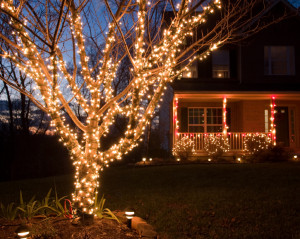 Light wrapped tree at Twilight