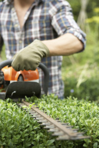 Man trimming hedge