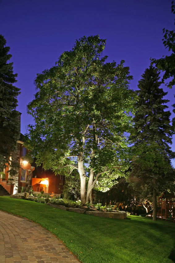 Lit-tree